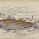 Illustration for article titled Natural History of Fishes of the Perch Family